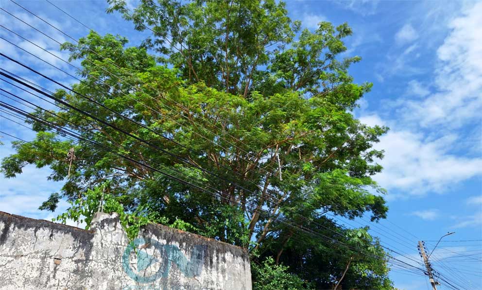 Equatorial Piauí registra cerca de 9 mil ocorrências provocadas por árvore tocando a rede elétrica nos primeiros meses do ano