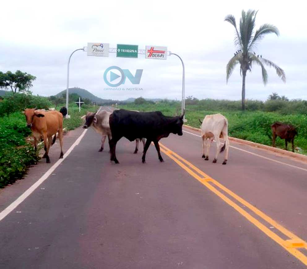 Justiça obriga Estado do Piauí a retirar animais soltos das rodovias de Cocal e Cocal dos Alves
