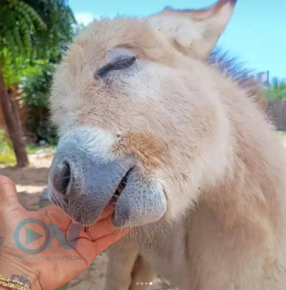 “Jumento é nosso irmão”: animal símbolo do Nordeste pode desaparecer do Brasil, e o Piauí se mobiliza contra o abate cruel
