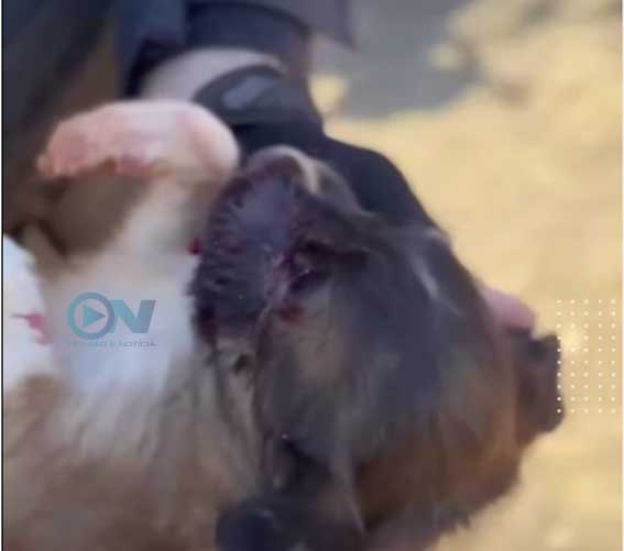 Tragédia e compaixão: Polícia Militar salva filhote ferido a bala após execução de um homem em Picos