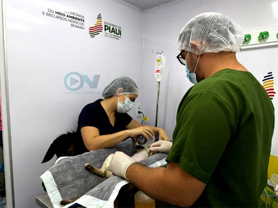 Castramóvel volta à ativa e agora faz as castrações dentro do próprio veículo